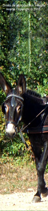ane